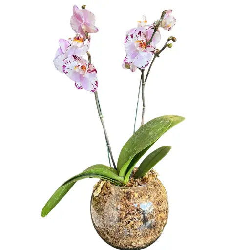 Orquidea PHALEANOPSIS pecera XI